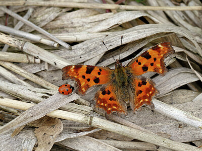 BUITEN BEELD Foto: 438019
