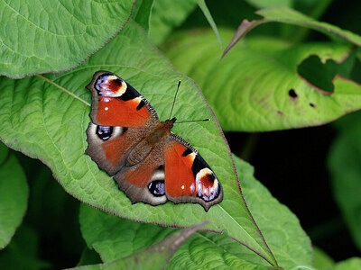 BUITEN BEELD Foto: 438024