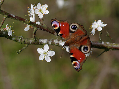 BUITEN BEELD Foto: 438033