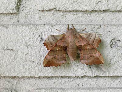 BUITEN BEELD Foto: 438034