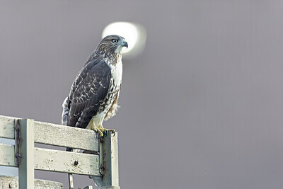 BUITEN BEELD Foto: 438039