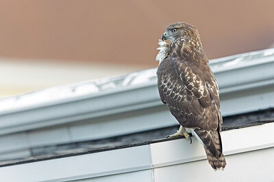 BUITEN BEELD Foto: 438046