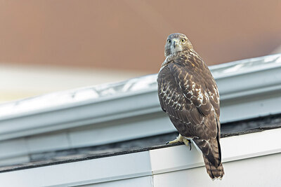 BUITEN BEELD Foto: 438047