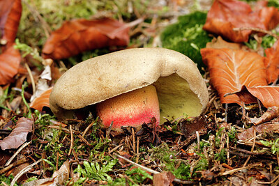 BUITEN BEELD Foto: 438050