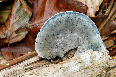 BUITEN BEELD Foto: 438056