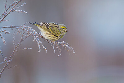 BUITEN BEELD Foto: 438063