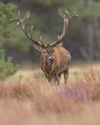 BUITEN BEELD Foto: 438069