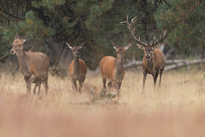 BUITEN BEELD Foto: 438071