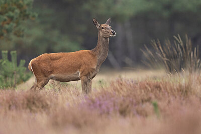 BUITEN BEELD Foto: 438072