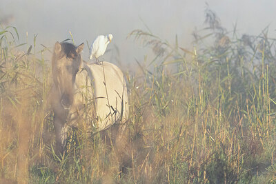 BUITEN BEELD Foto: 438073