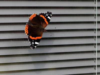 BUITEN BEELD Foto: 438078