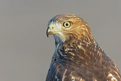 BUITEN BEELD Foto: 438081