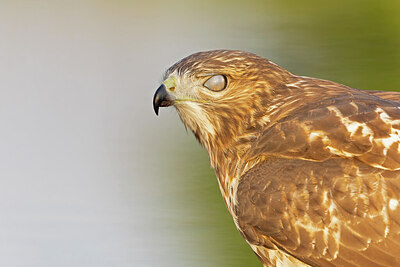 BUITEN BEELD Foto: 438082