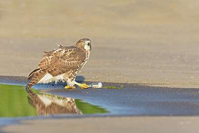 BUITEN BEELD Foto: 438084