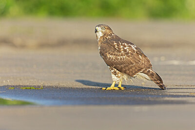 BUITEN BEELD Foto: 438085