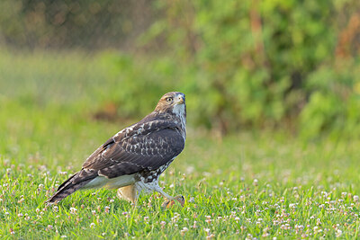 BUITEN BEELD Foto: 438087
