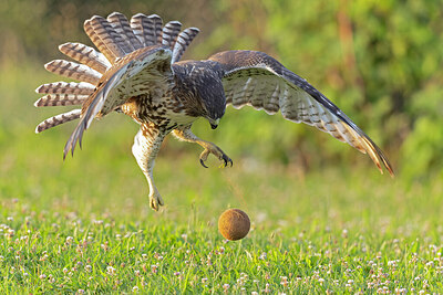 BUITEN BEELD Foto: 438088