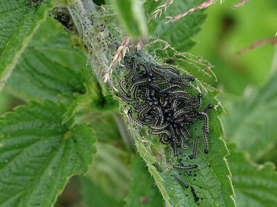 BUITEN BEELD Foto: 438093
