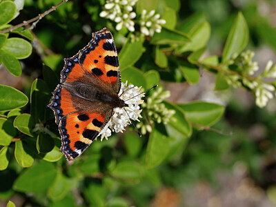 BUITEN BEELD Foto: 438097