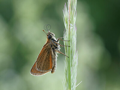 BUITEN BEELD Foto: 438098