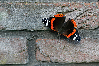 BUITEN BEELD Foto: 438101