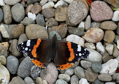 BUITEN BEELD Foto: 438102