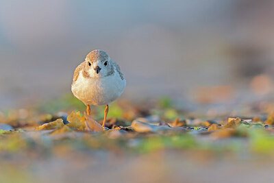 BUITEN BEELD Foto: 438107
