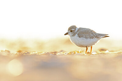 BUITEN BEELD Foto: 438112