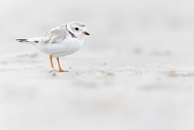BUITEN BEELD Foto: 438113
