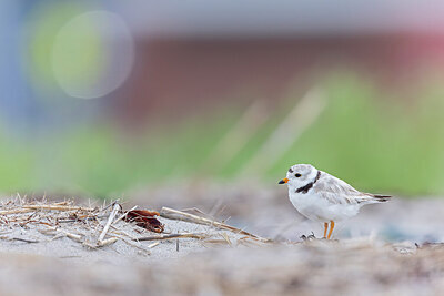 BUITEN BEELD Foto: 438114