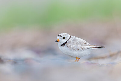 BUITEN BEELD Foto: 438115