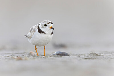 BUITEN BEELD Foto: 438116