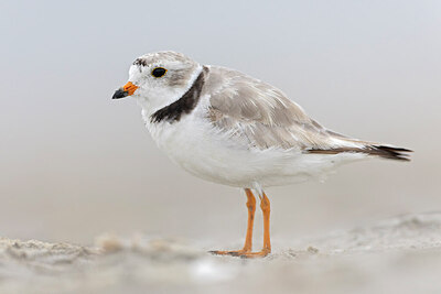 BUITEN BEELD Foto: 438117