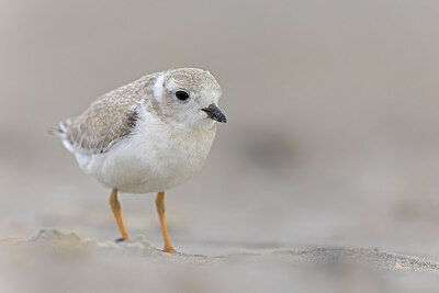 BUITEN BEELD Foto: 438118