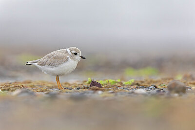 BUITEN BEELD Foto: 438119