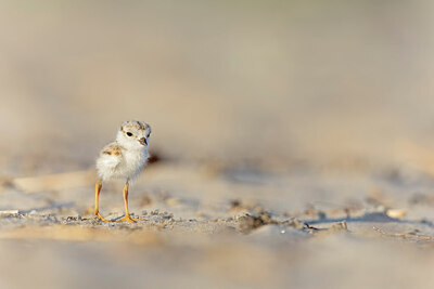 BUITEN BEELD Foto: 438123