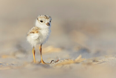 BUITEN BEELD Foto: 438124