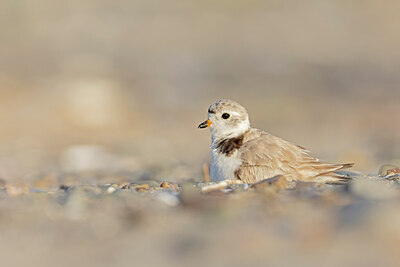 BUITEN BEELD Foto: 438125