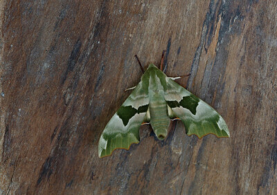 BUITEN BEELD Foto: 438127