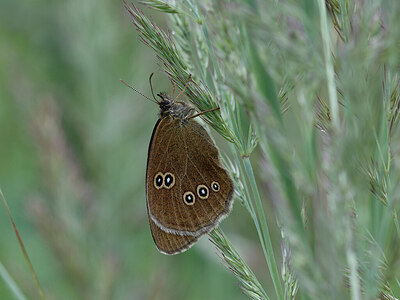 BUITEN BEELD Foto: 438129
