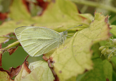 BUITEN BEELD Foto: 438132