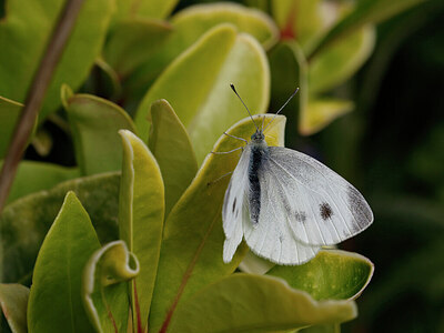 BUITEN BEELD Foto: 438133