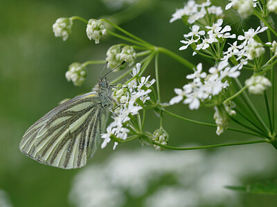 BUITEN BEELD Foto: 438135