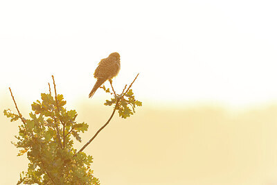 BUITEN BEELD Foto: 438137