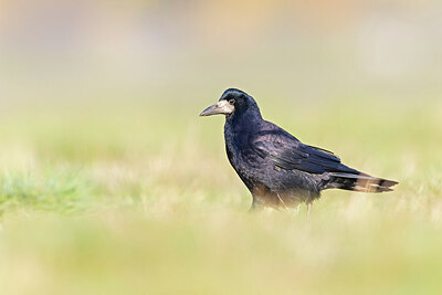 BUITEN BEELD Foto: 438138