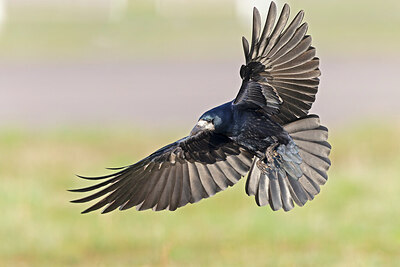 BUITEN BEELD Foto: 438139