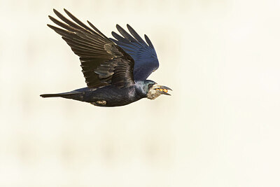 BUITEN BEELD Foto: 438140