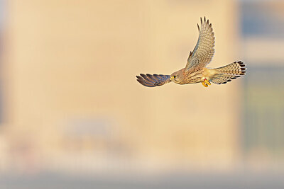 BUITEN BEELD Foto: 438145