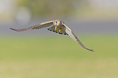 BUITEN BEELD Foto: 438148