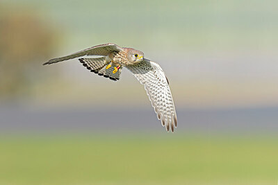 BUITEN BEELD Foto: 438150